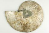 Bargain, Cut & Polished Ammonite Fossil (Half) - Madagascar #200094-1